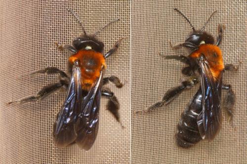 Réf. 284 350 : Andrena thoracica